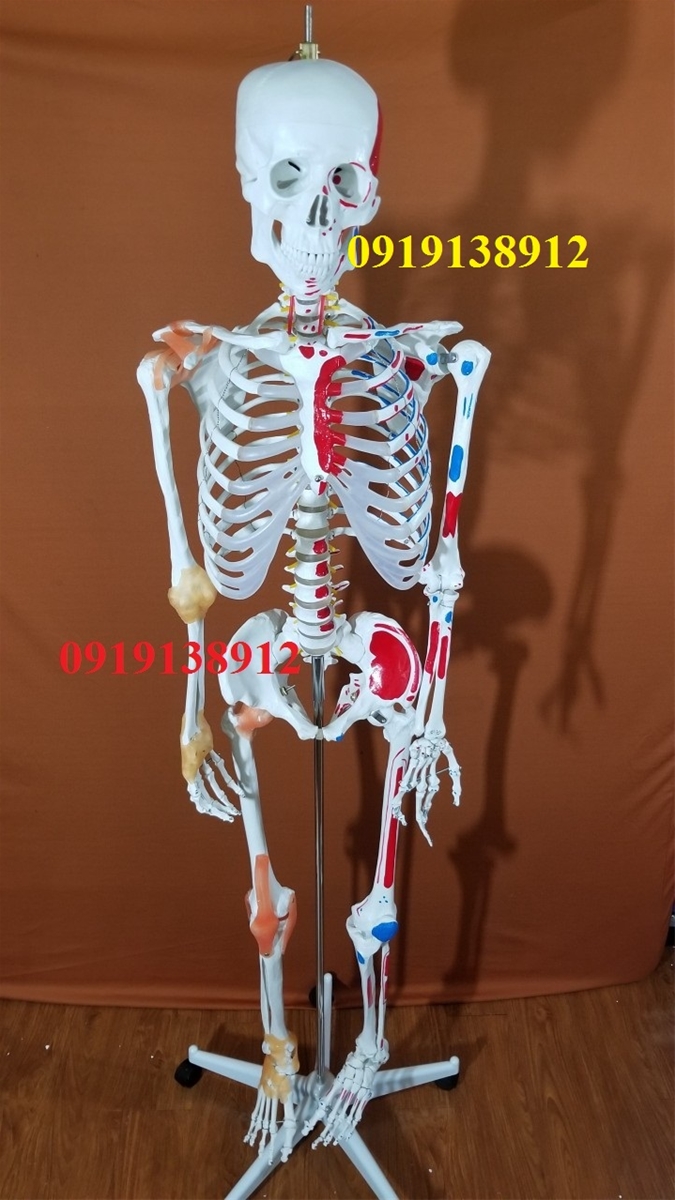 mô hình xương người có rễ thần kinh và dây chằng cao 170cm | Thiết ...