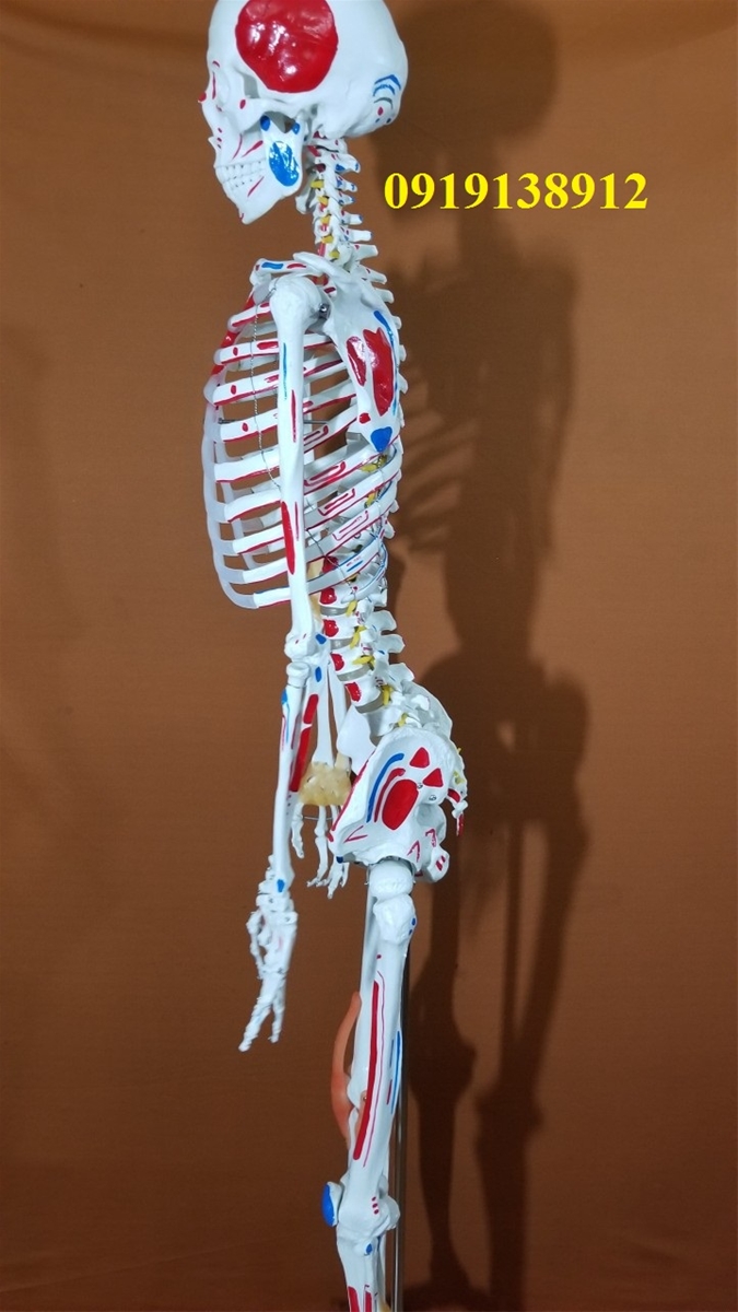 mô hình xương người có rễ thần kinh và dây chằng cao 170cm