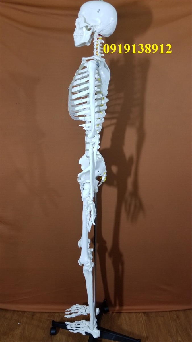 mô hình xương người cao 170cm