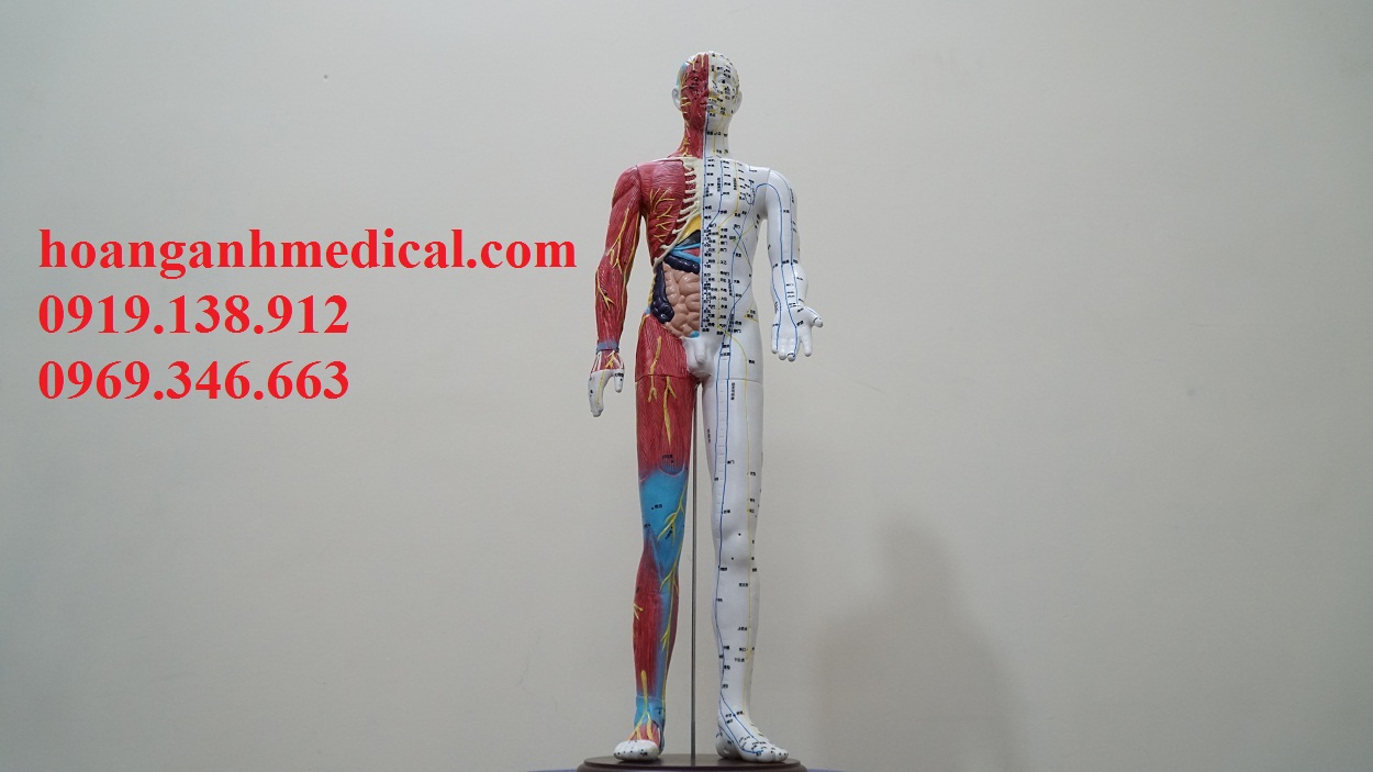 mô hình huyệt vị kèm cơ và nội tạng cao 60cm