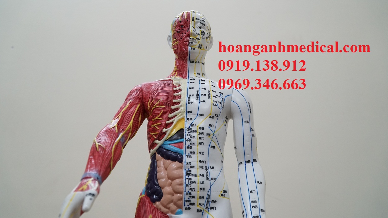 mô hình huyệt vị kèm cơ và nội tạng cao 60cm