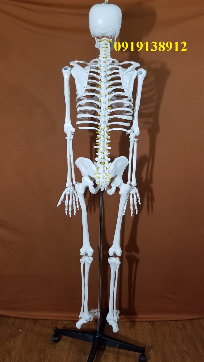 mô hình xương người cao 170cm