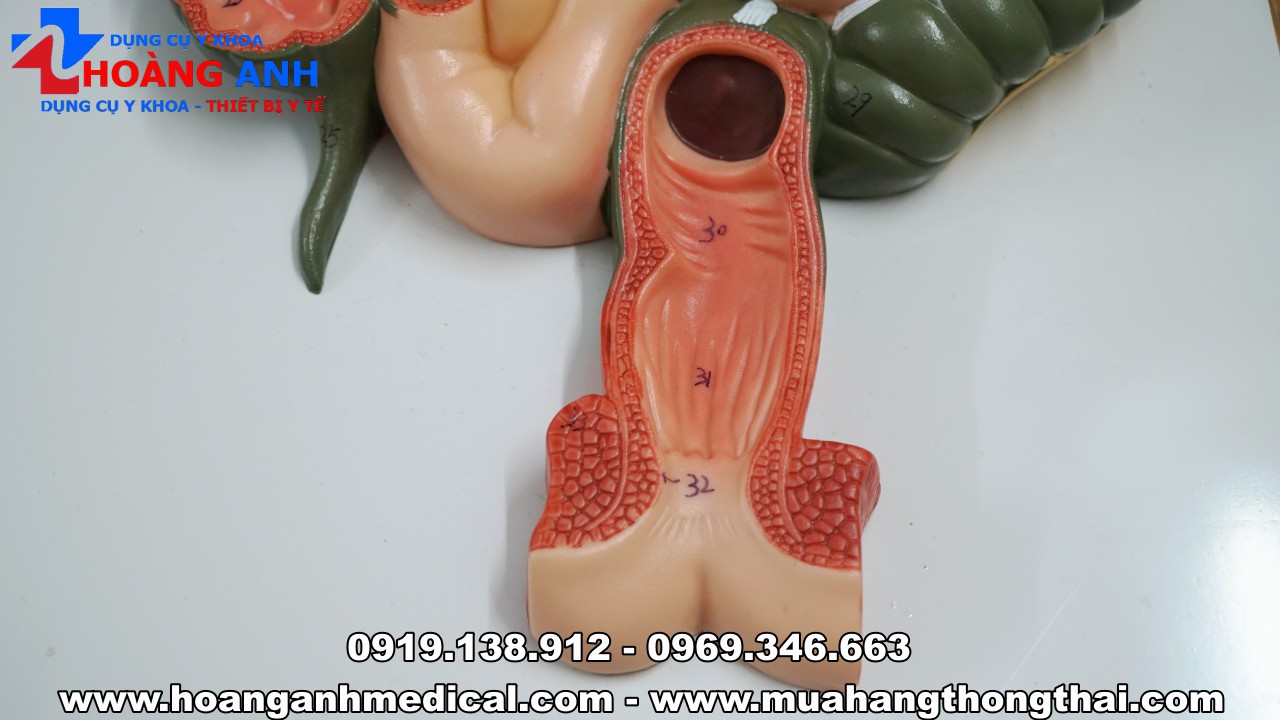 mô hình giải phẫu hệ tiêu hóa cơ thể người
