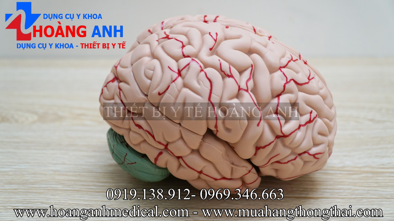 mô hình giải phẫu não người 