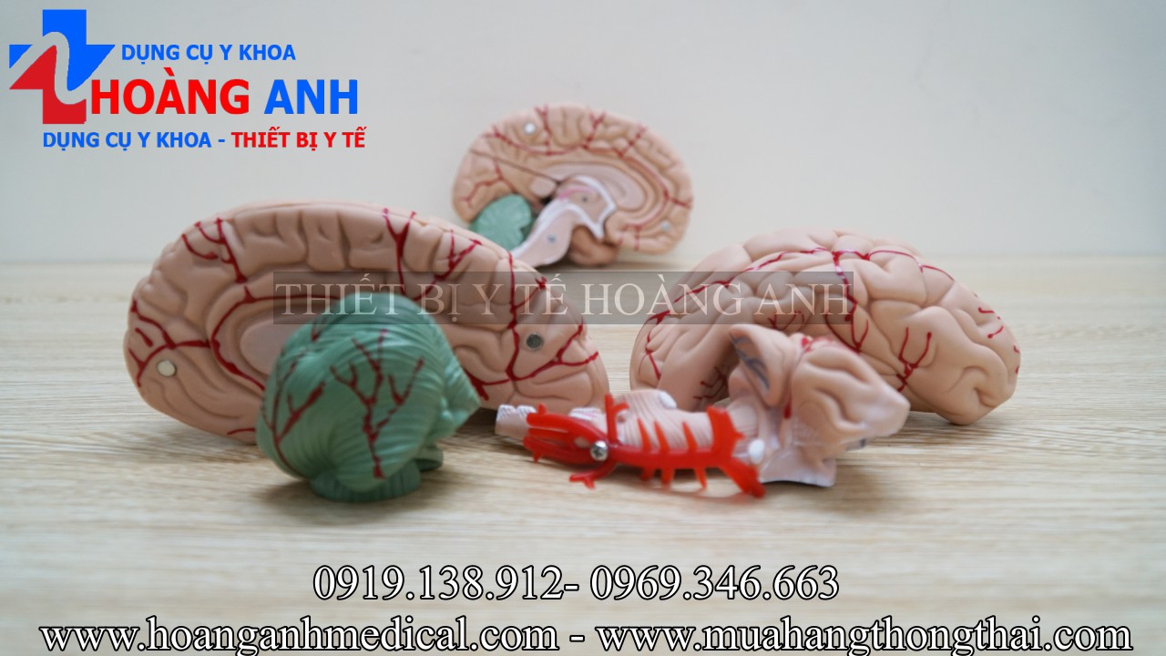mô hình giải phẫu não người 